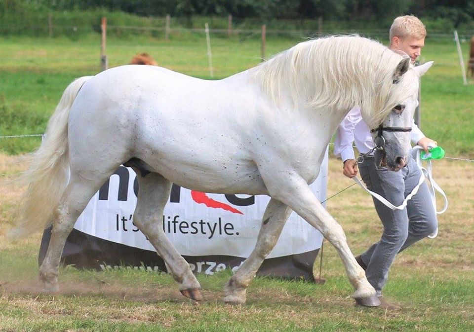 Connemara Pony